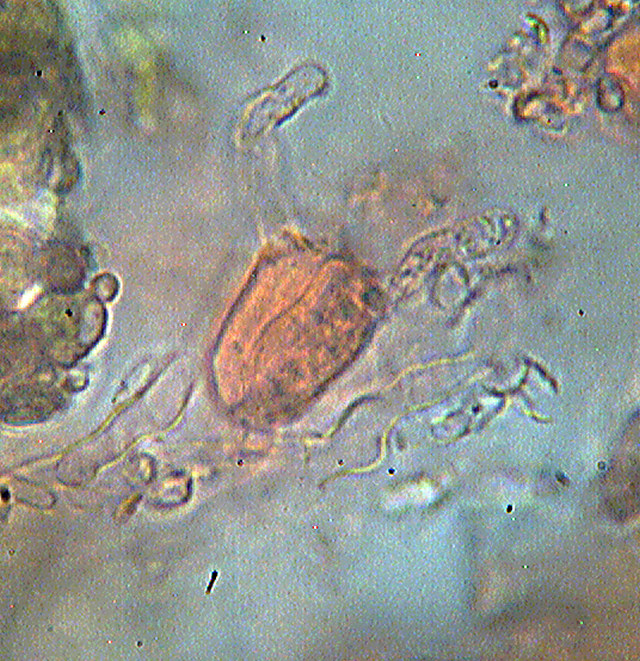 Thanatephorus sterigmaticus. Trovato da Paolofon